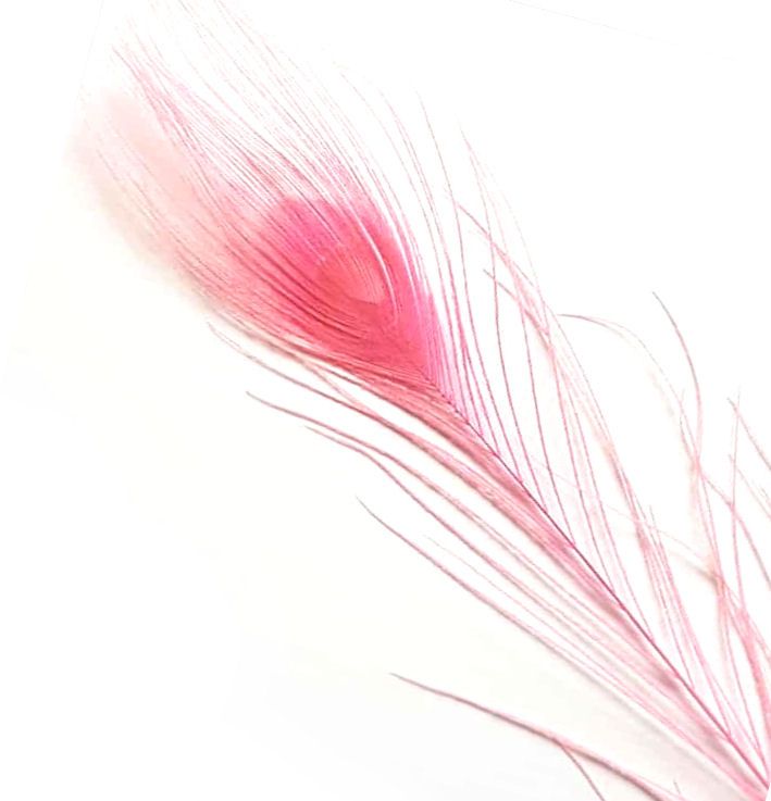 Pink Peacock Eye Tail Feather (Seconds)