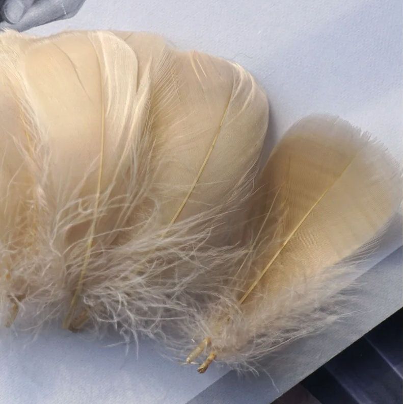Beige Goose Coquille Feathers x 25