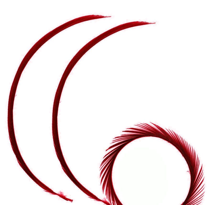 Burgundy Goose Biot Feather