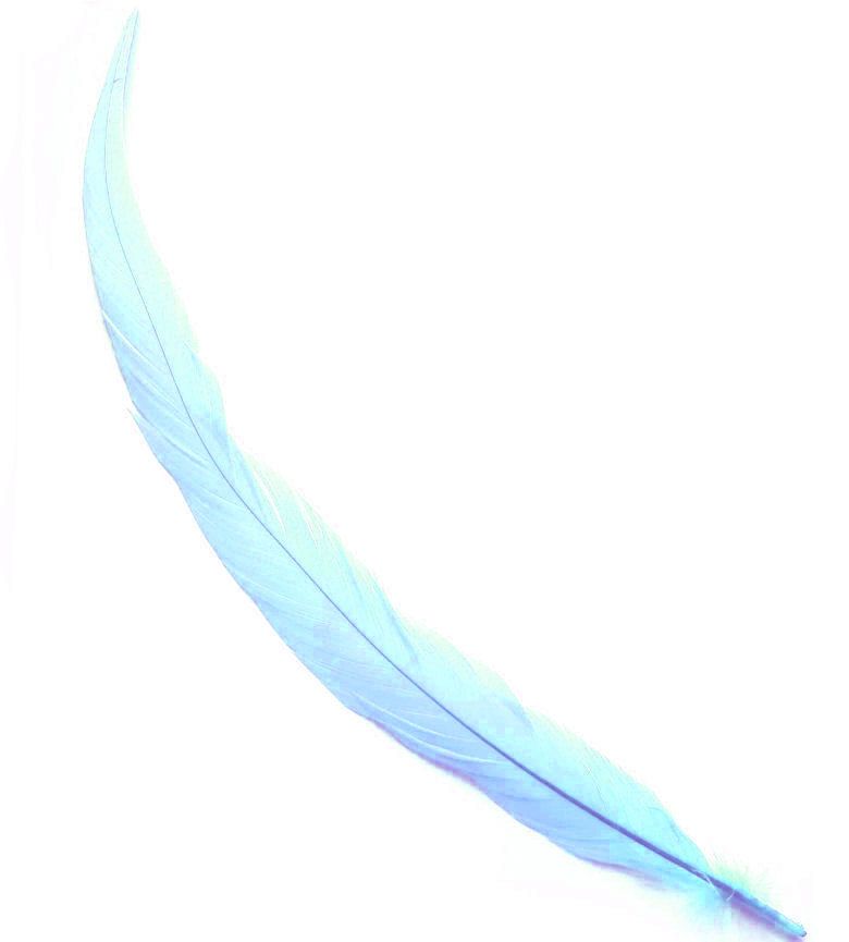Pale Sea Blue Rooster Coque Tail Feather (Seconds)