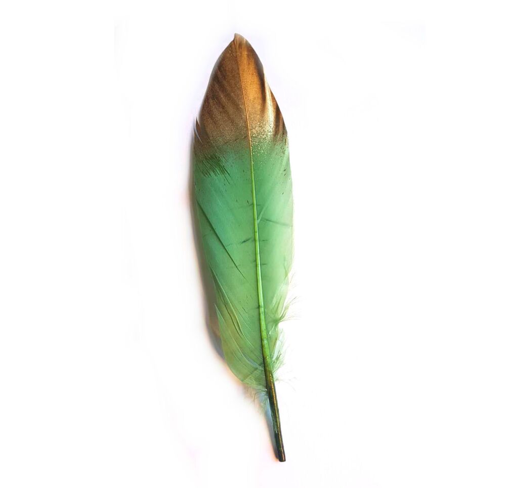 Dusky Green Goose Quill Feather with Metallic Gold Dip  x 1
