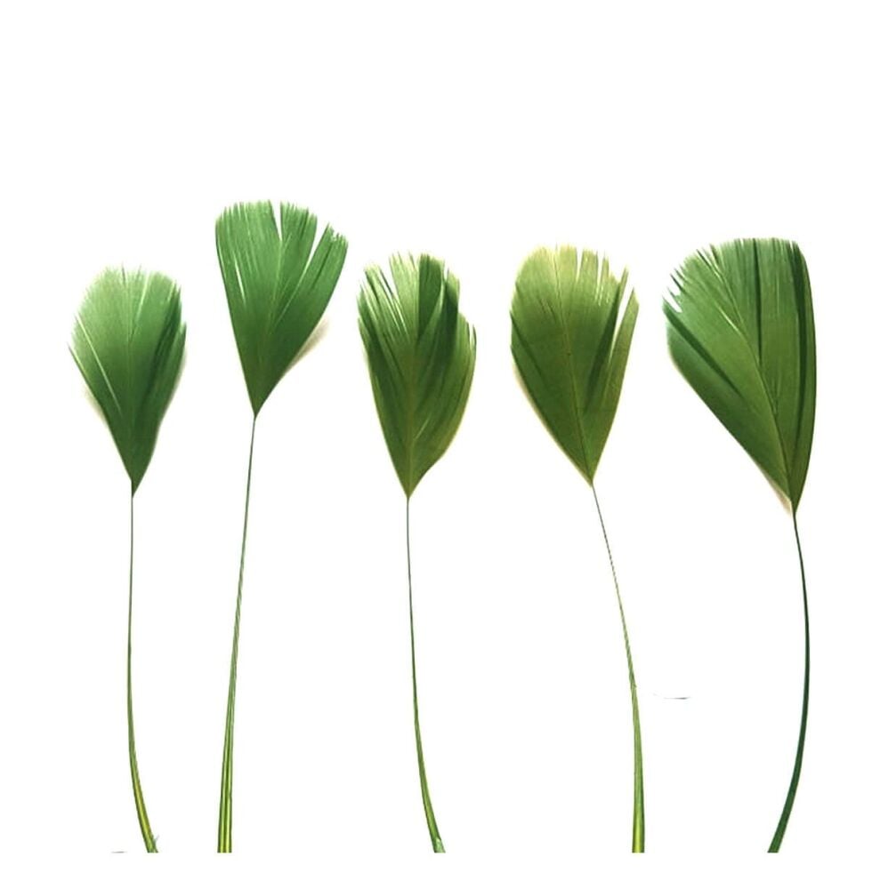 Olive Moss Green Feathers Stripped Coque Style