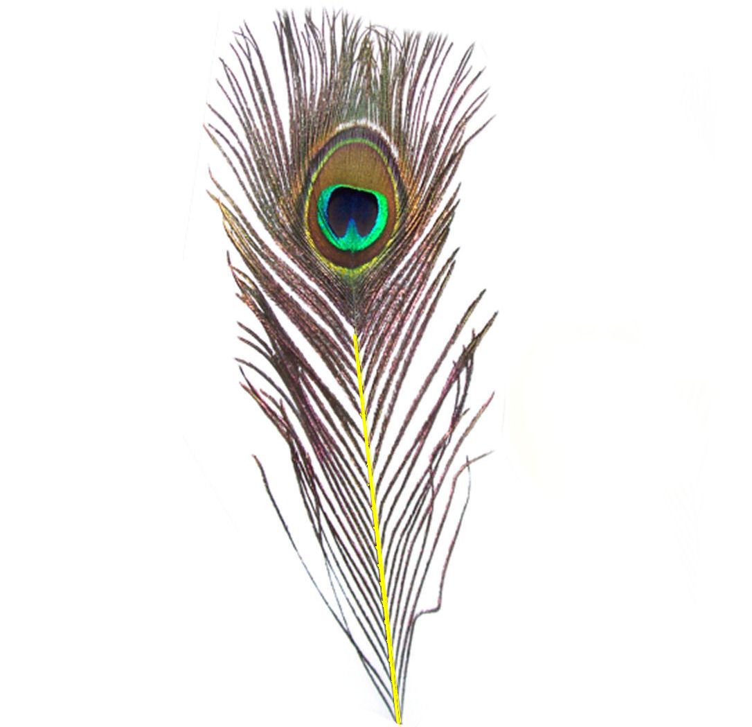 Peacock Feather with Yellow Stem (Single)