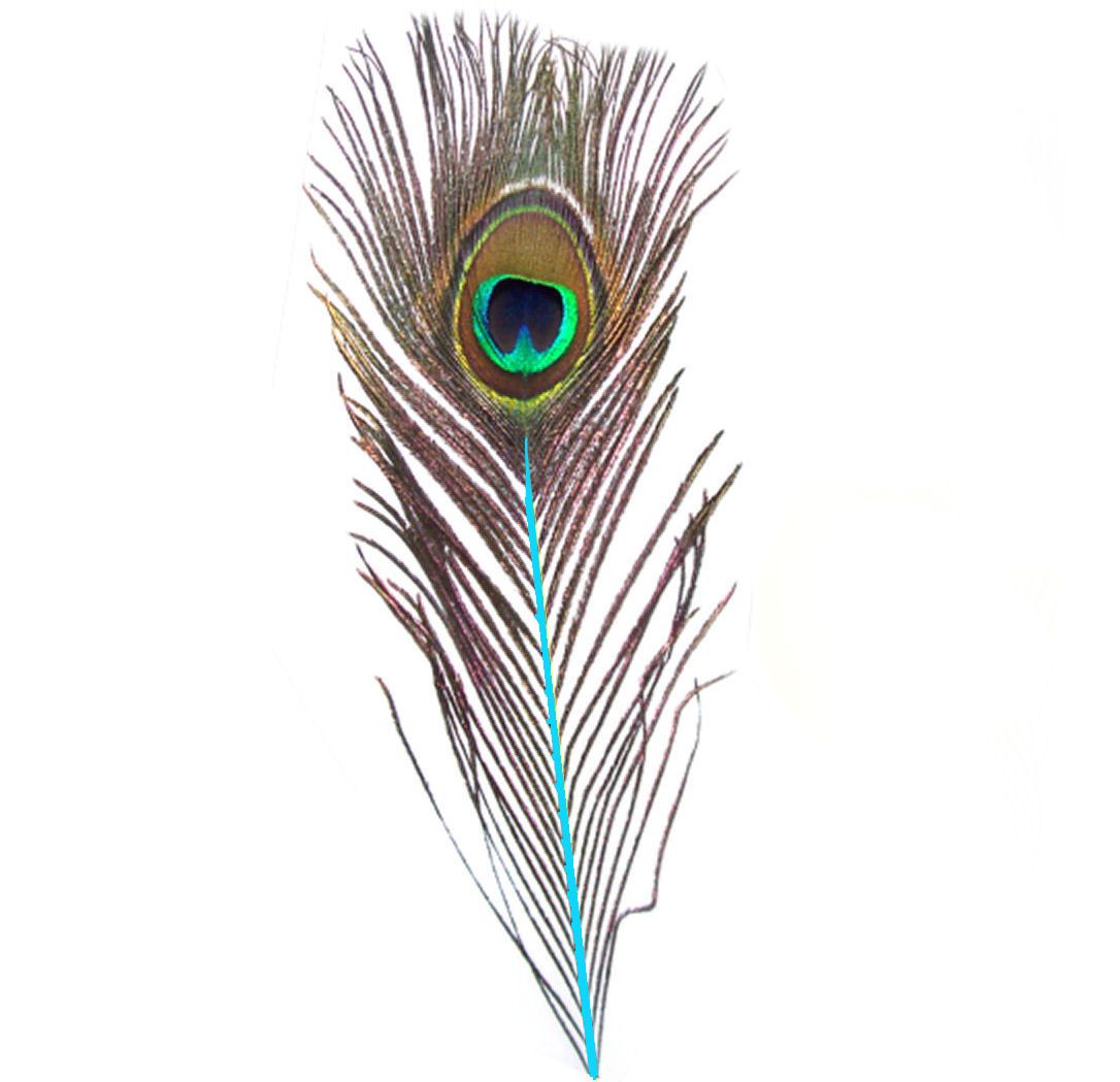 Peacock Feather with Aqua Blue Stem (Single)