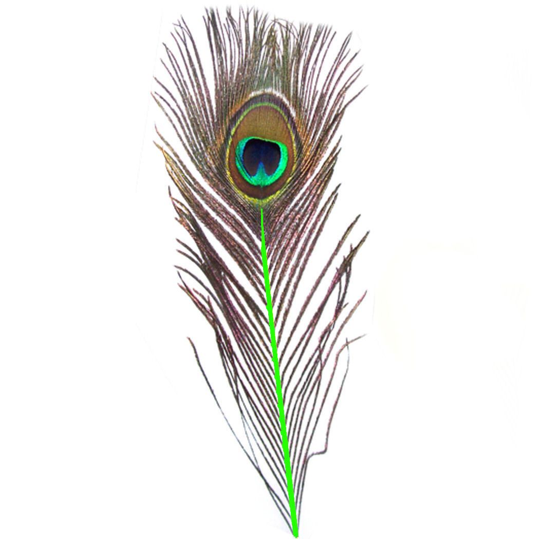 Peacock Feather with Lime Green Stem (Single)