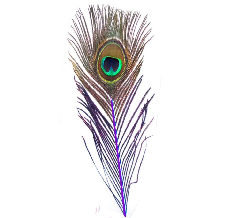 Peacock Feather with Purple Stem (Single)