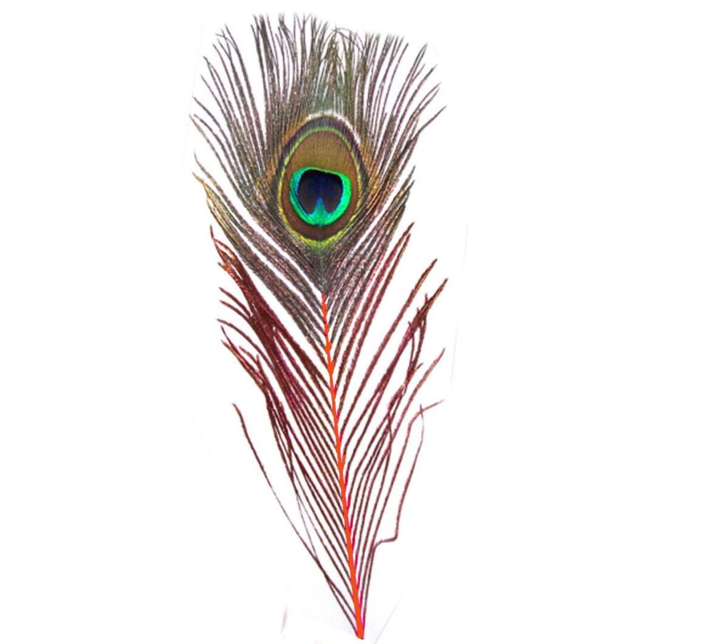 Peacock Feather with Orange Stem (Single)