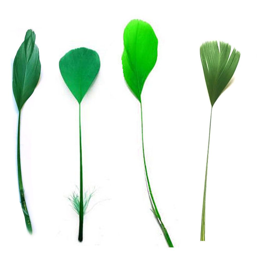 Assorted Green Stripped Coque Feathers