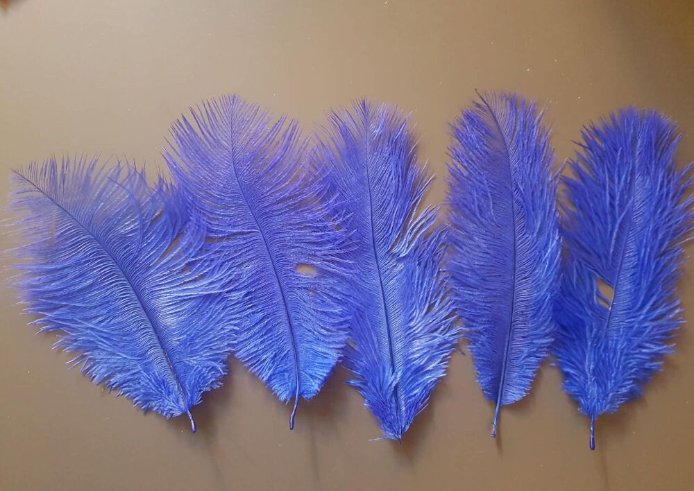 Royal Blue Ostrich Feather x 5 Seconds