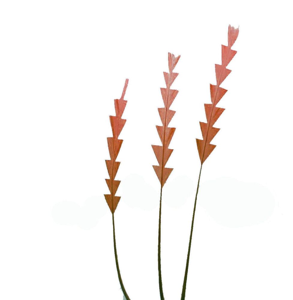 Brown Stripped Zig Zag Trimmed Feathers x 3