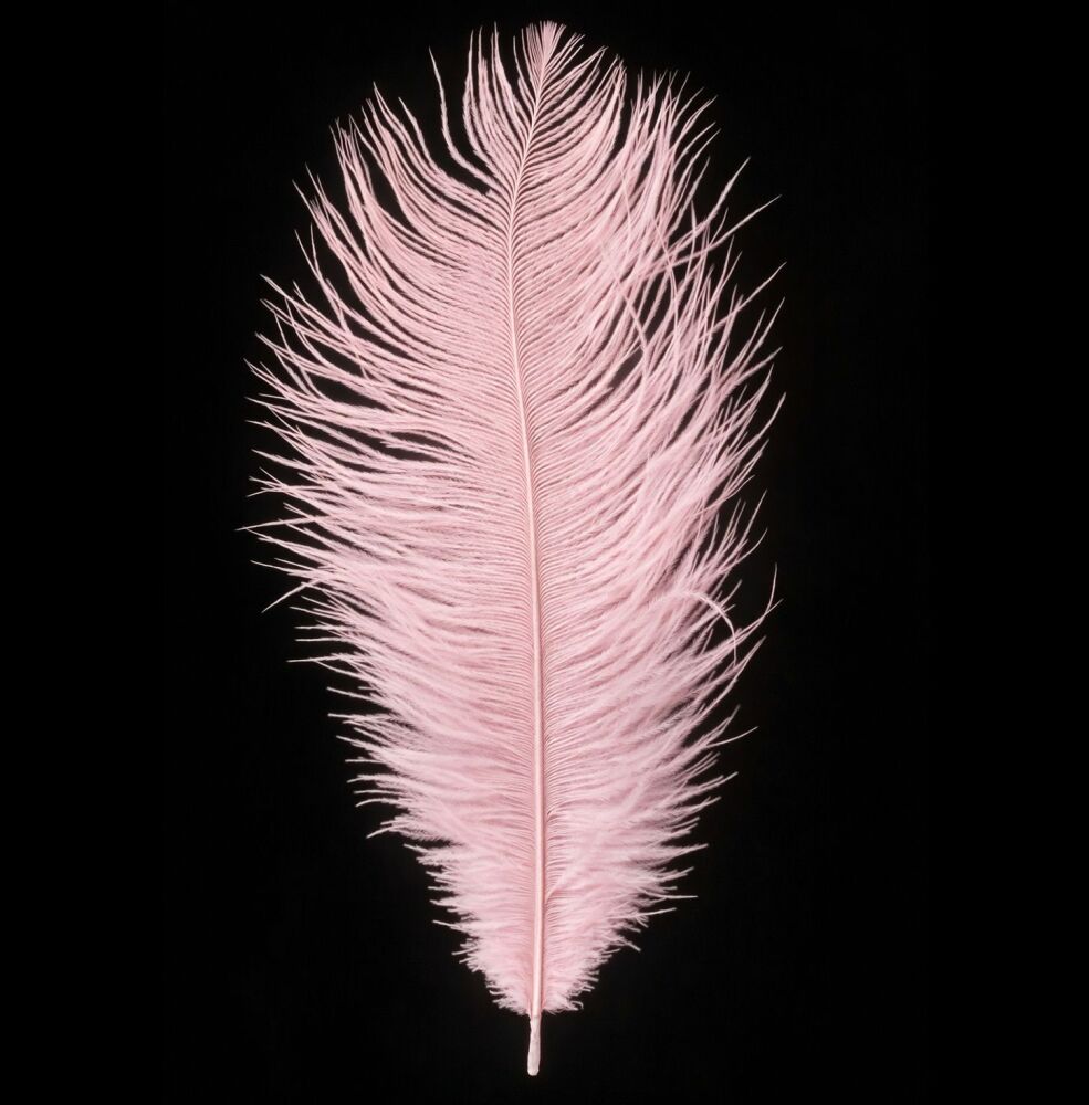 Baby Pink Ostrich Feather &ndash; Seconds Range, approx 10 inches (Single)