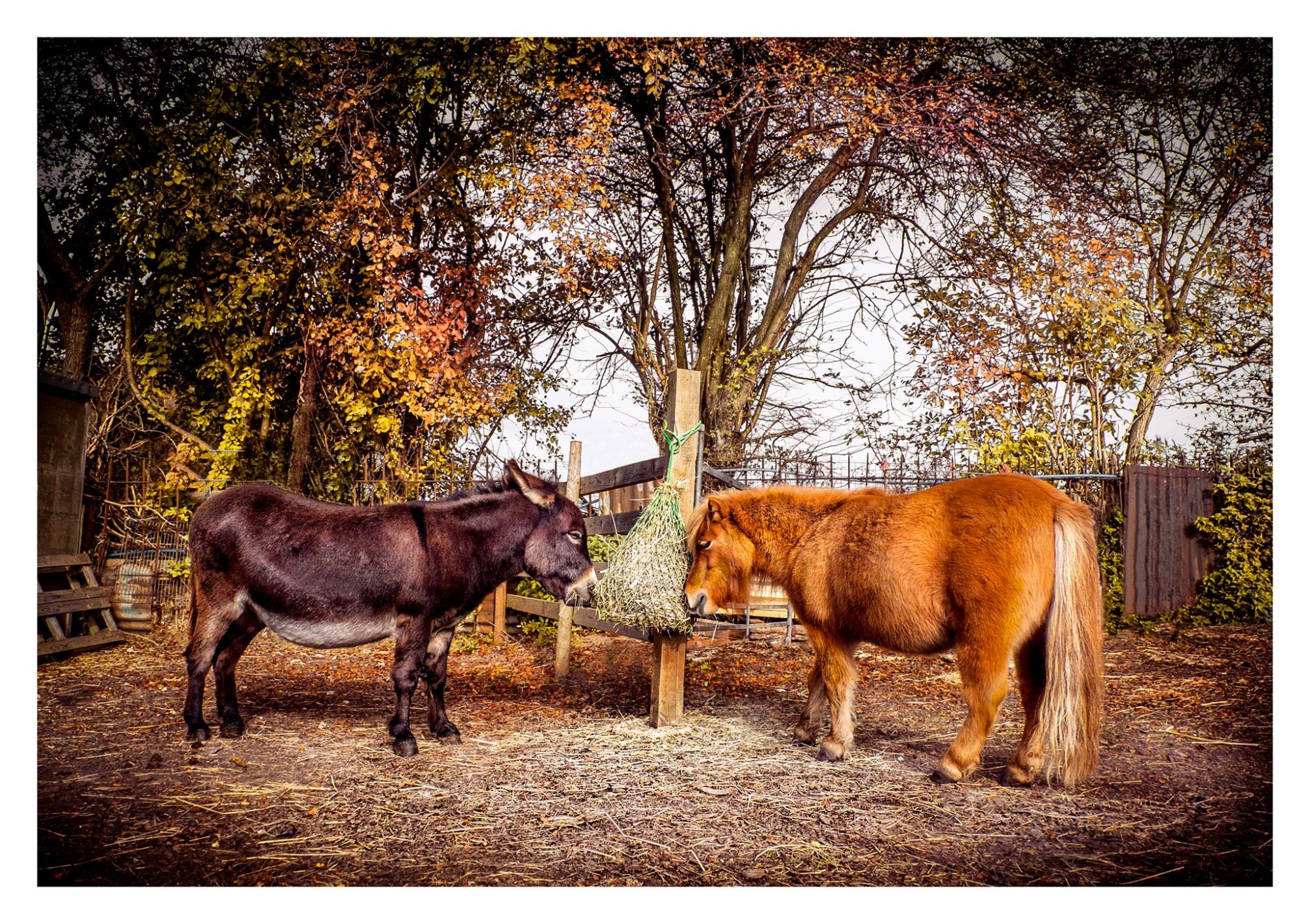 PAWS Animal Sanctuary