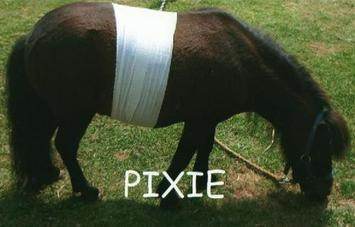 Pixie Bandaged