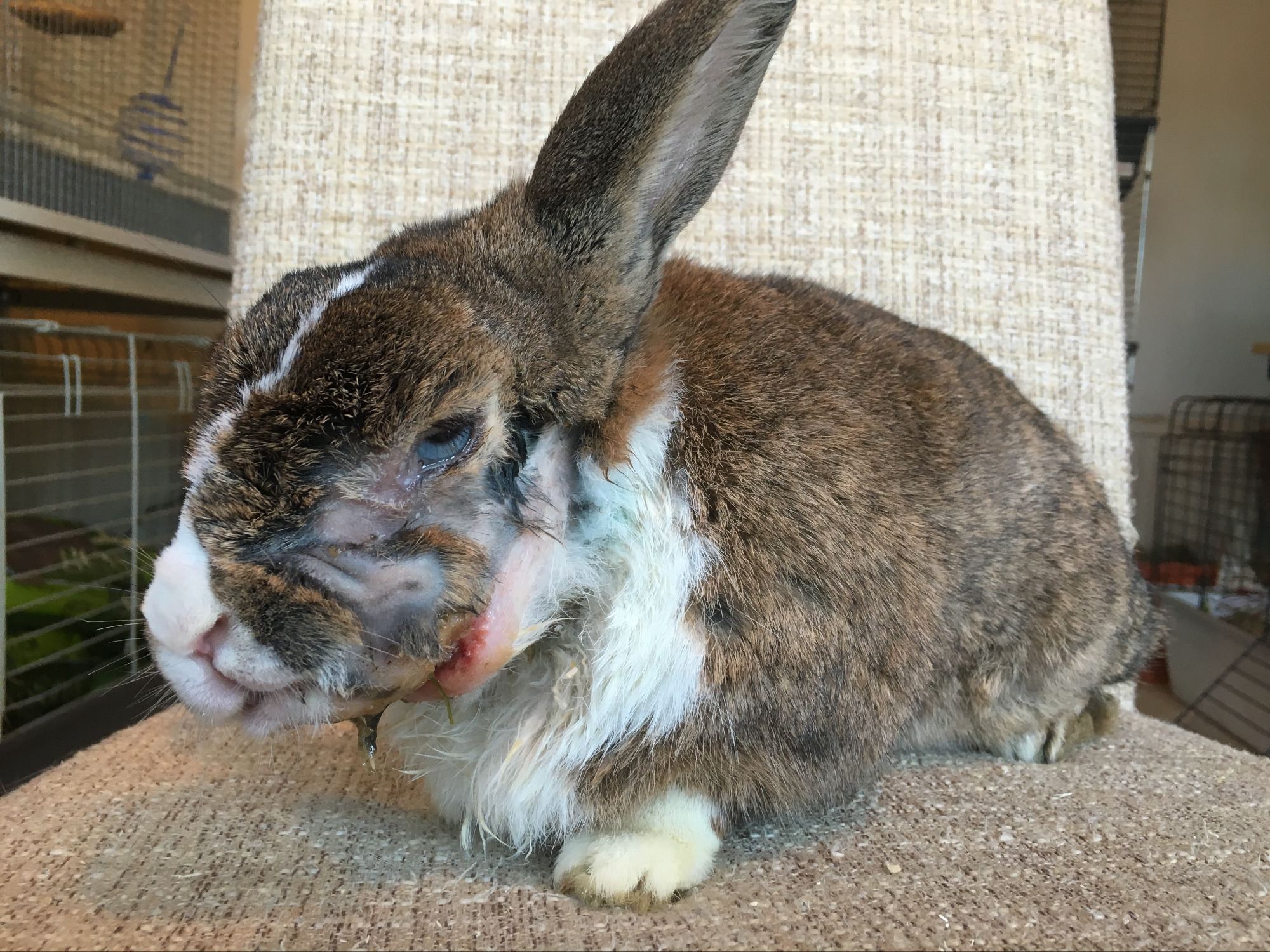 charlie after abscess operation