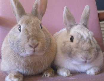 Abigail &amp; Oliver rescue rabbits