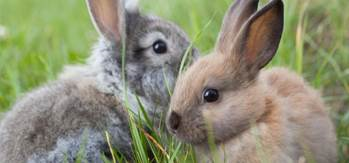 bunnies mean business