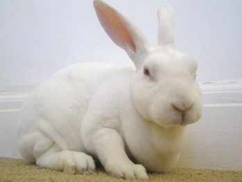 Ada albino rex rabbit