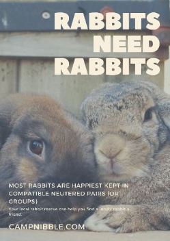 rabbits need rabbits new poster