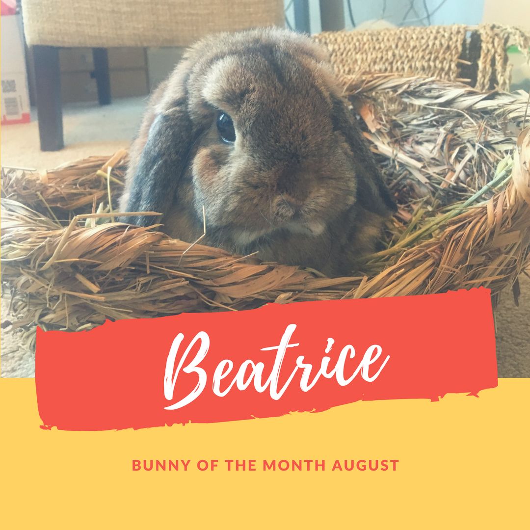 Beatrice bunny of the month