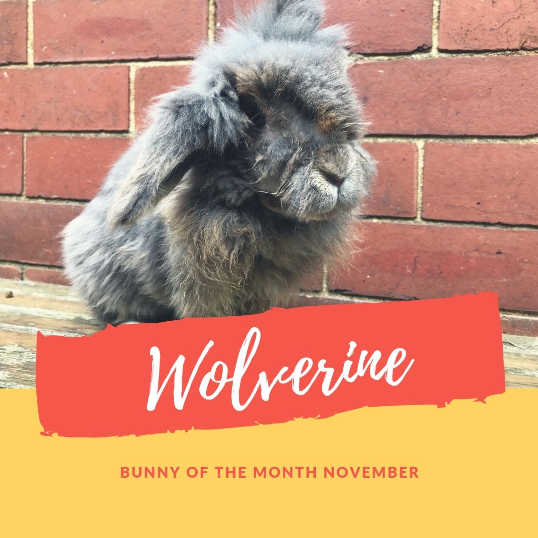 Wolverine bunny of the month