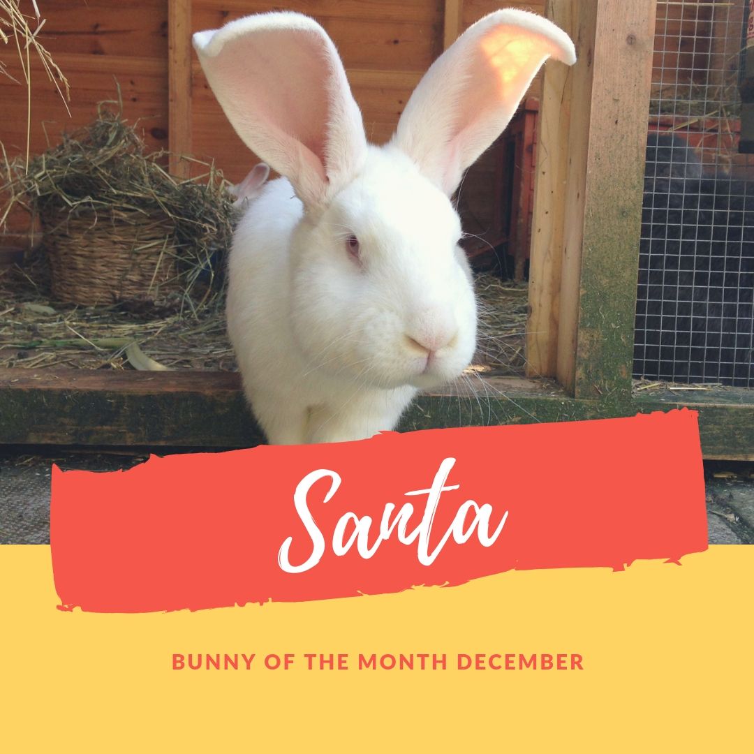 Santa bunny of the month