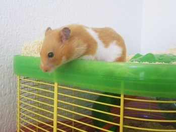 Pheobe rescue hamster