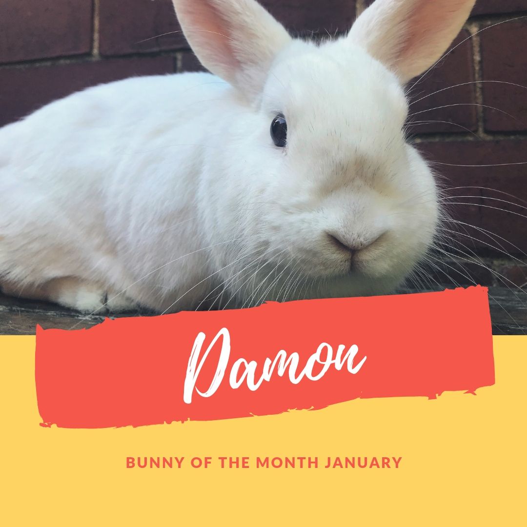 Damon bunny of the month