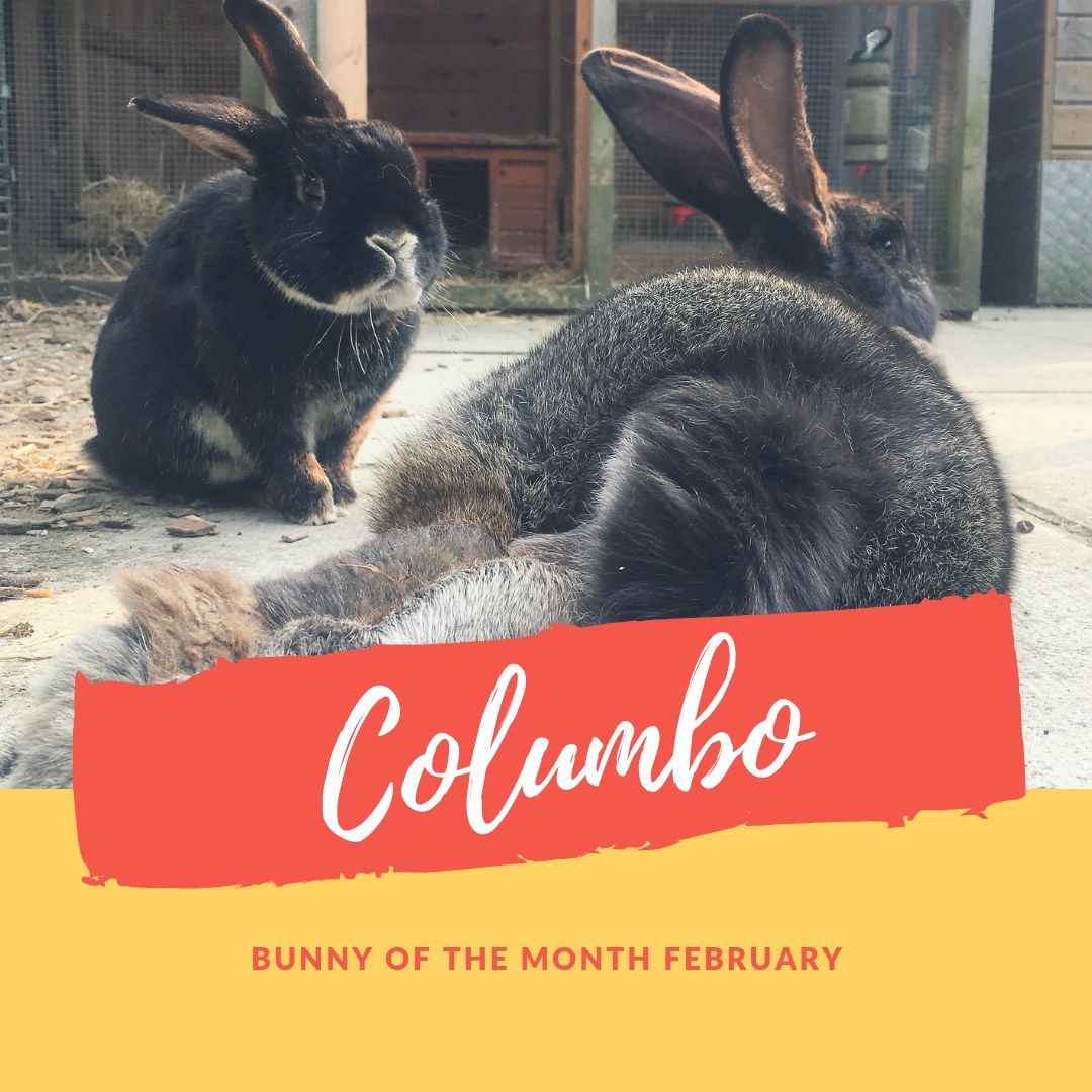 columbo bunny of the month