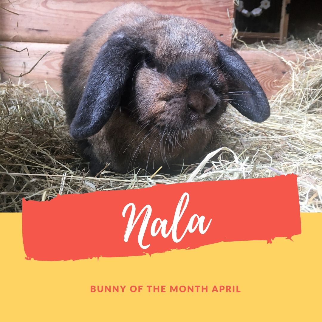 Sanctuary bunny of the month April Nala