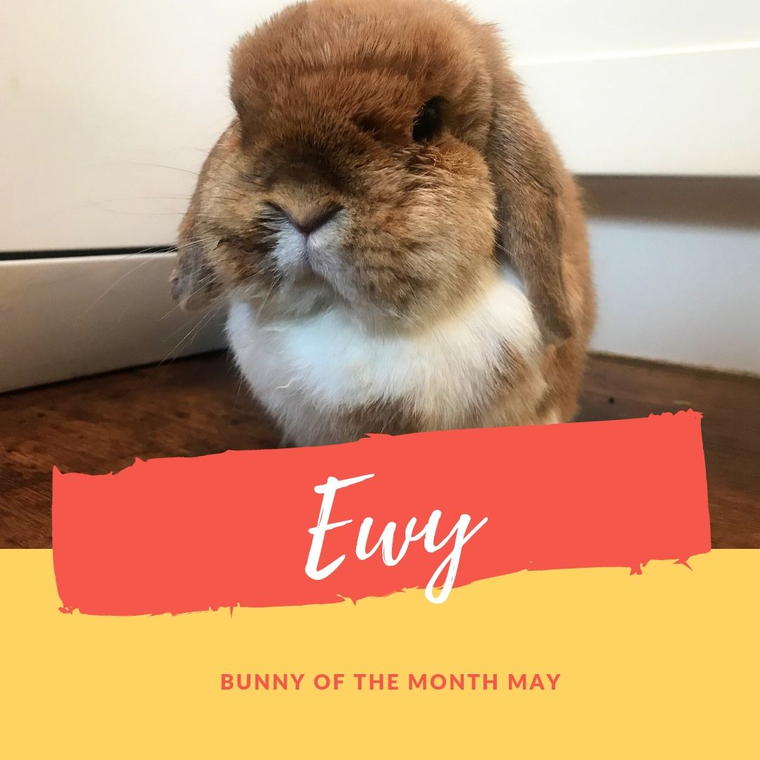 Ewy bunny of the month