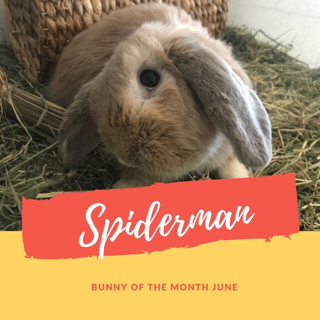 Spiderman bunny of the month