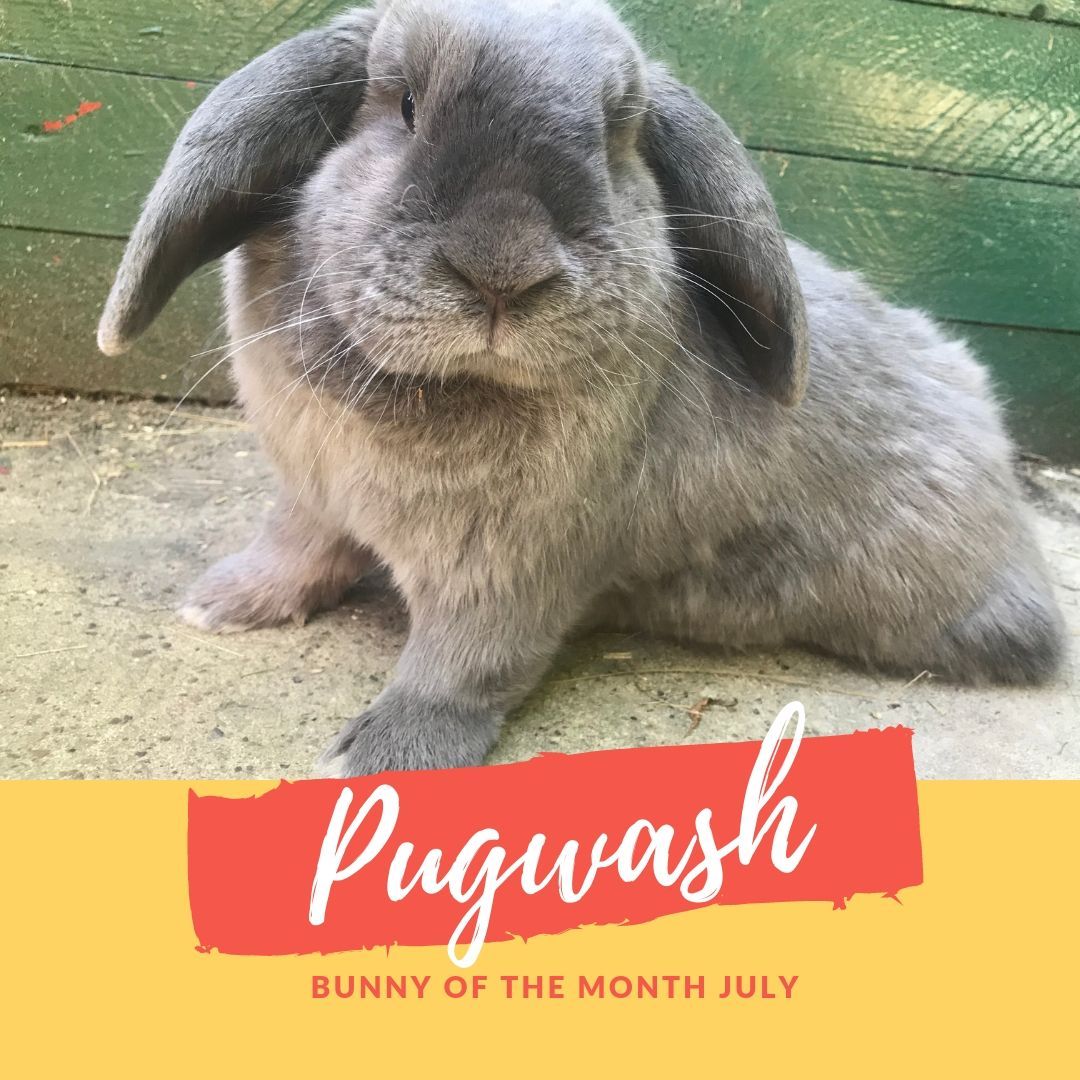 Pugwash Bunny of the month