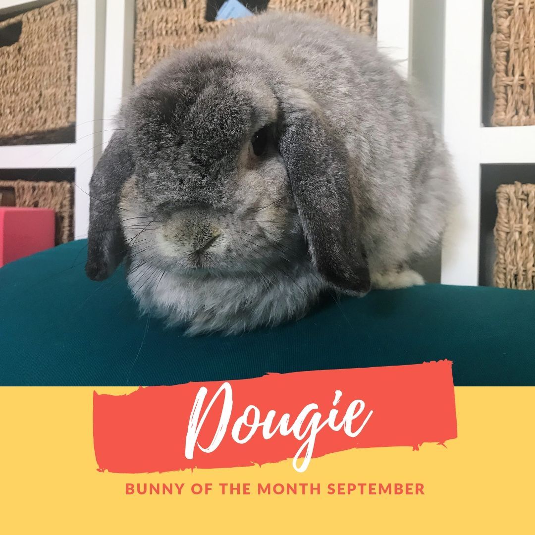 Dougie bunny of the month