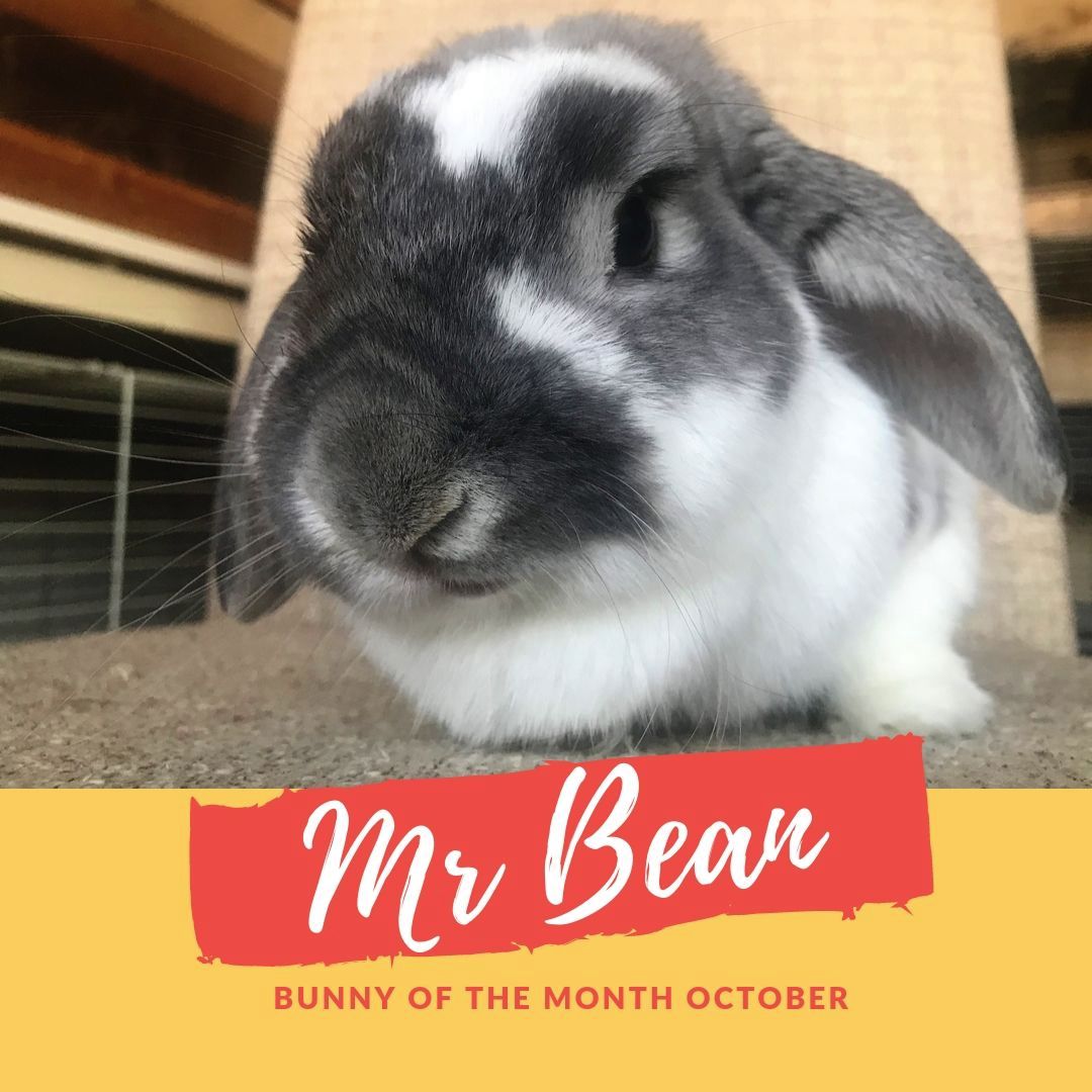 mr Bean sanctuary bunny of the month