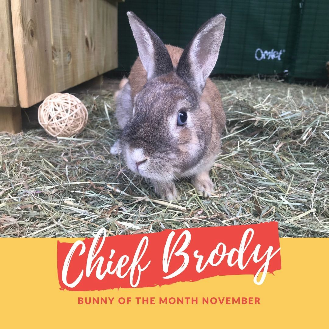 chief Brody bunny of the month