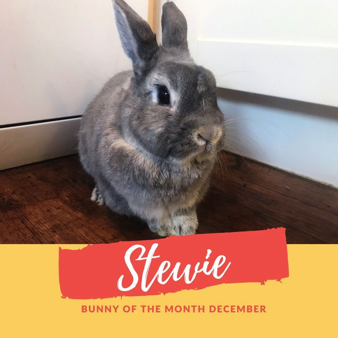 sanctuary bunny of the month stewie