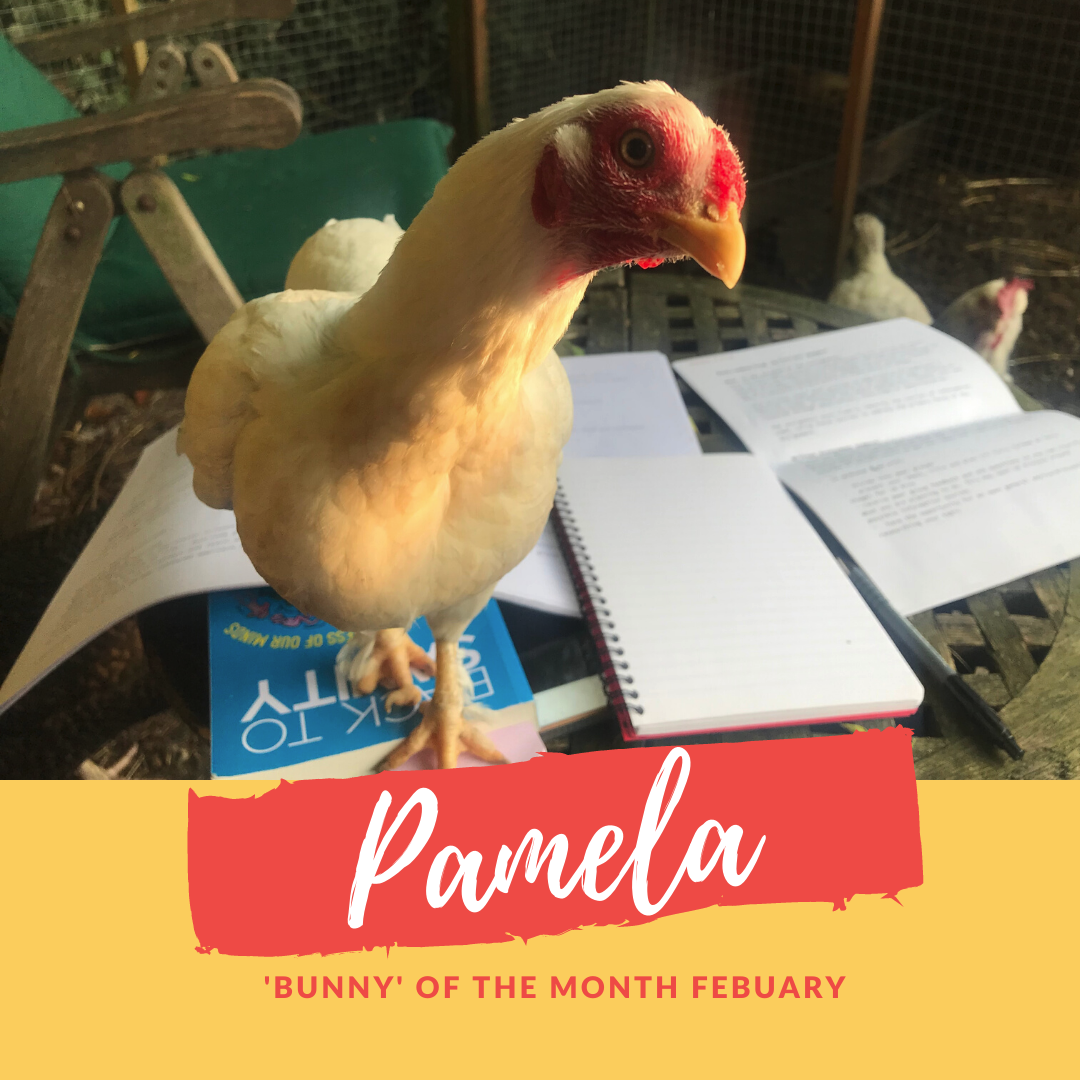 Pamela bunny of the month