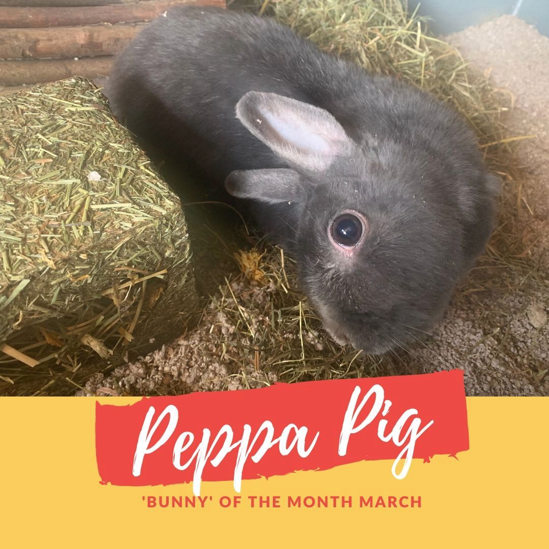 Peppa Pig bunny of the month