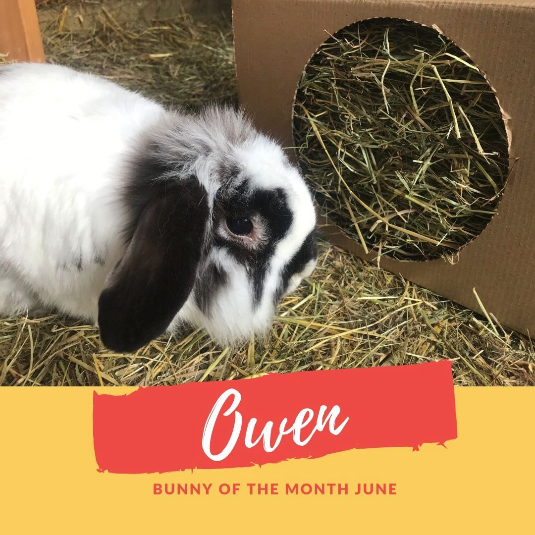 Owen sanctuary bunny of the month