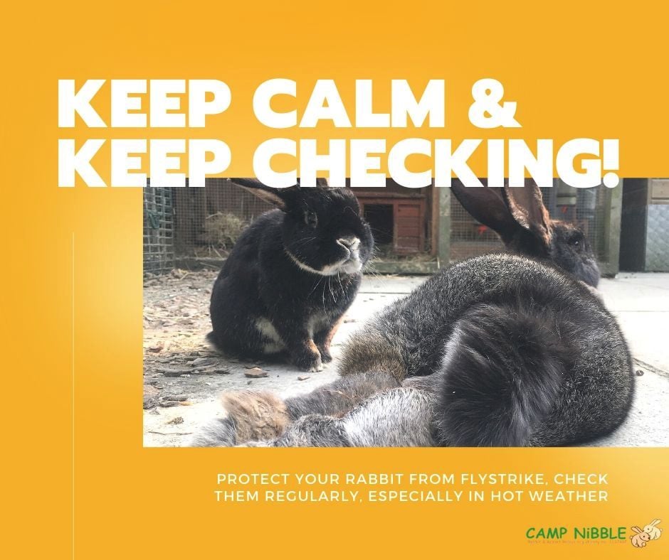 Keep Calm and Keep Checking