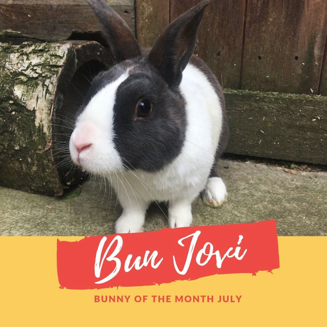 Bunny of the month Bun Jovi