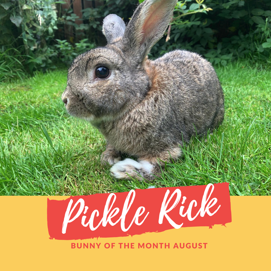 Pickle Rick bunny of the month
