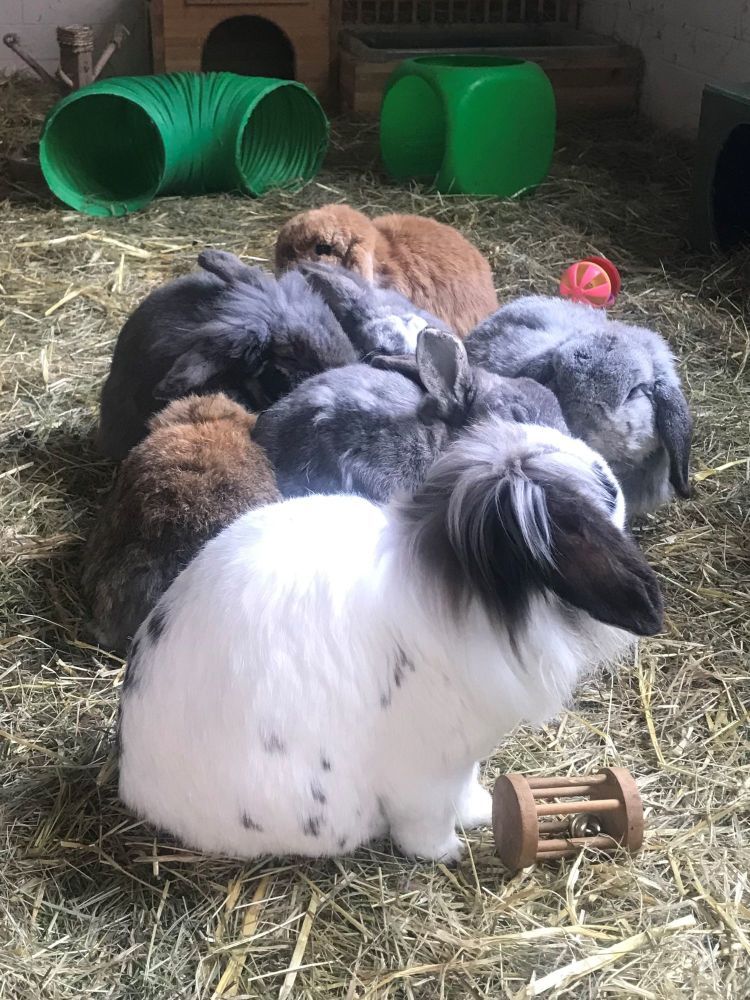 sanctuary shed huddle