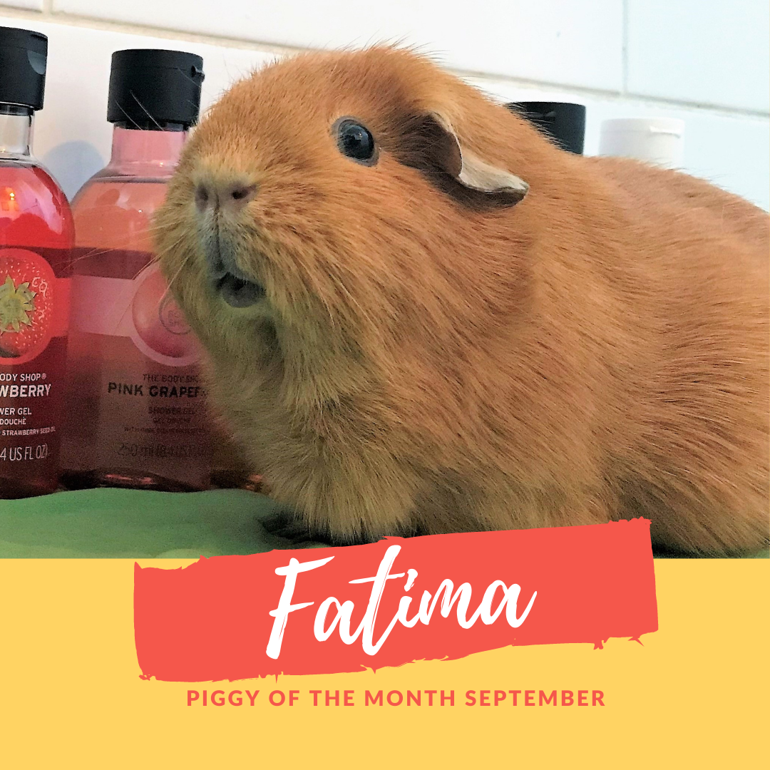 Fatima piggy of the month