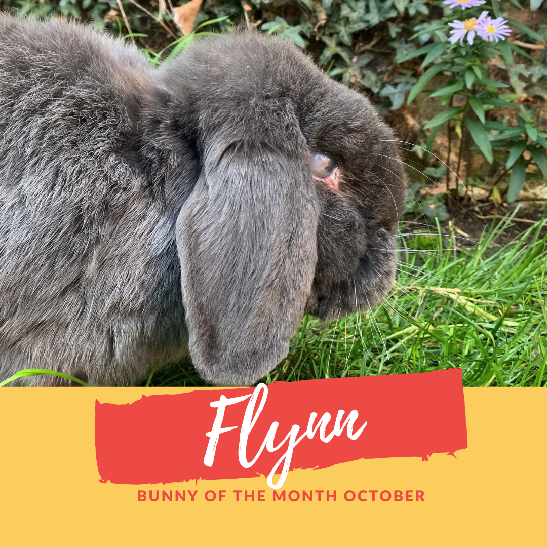 flynn bunny of the month October