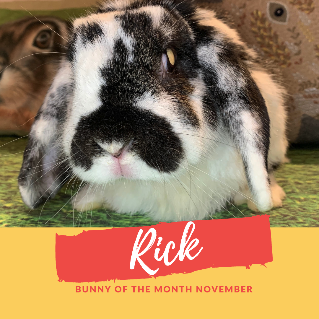 Rick bunny of the month