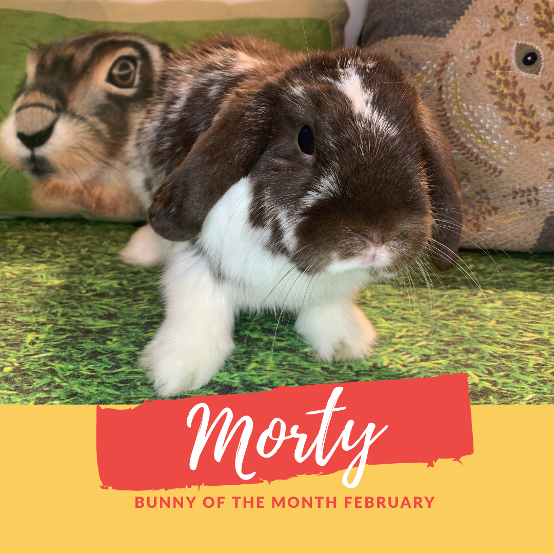 Morty bunny of the month