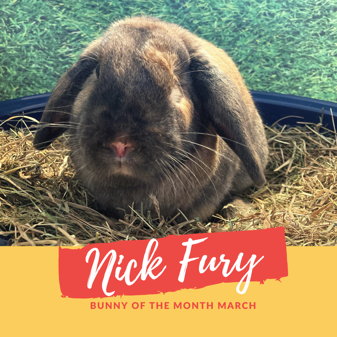 Nick Fury bunny of the month