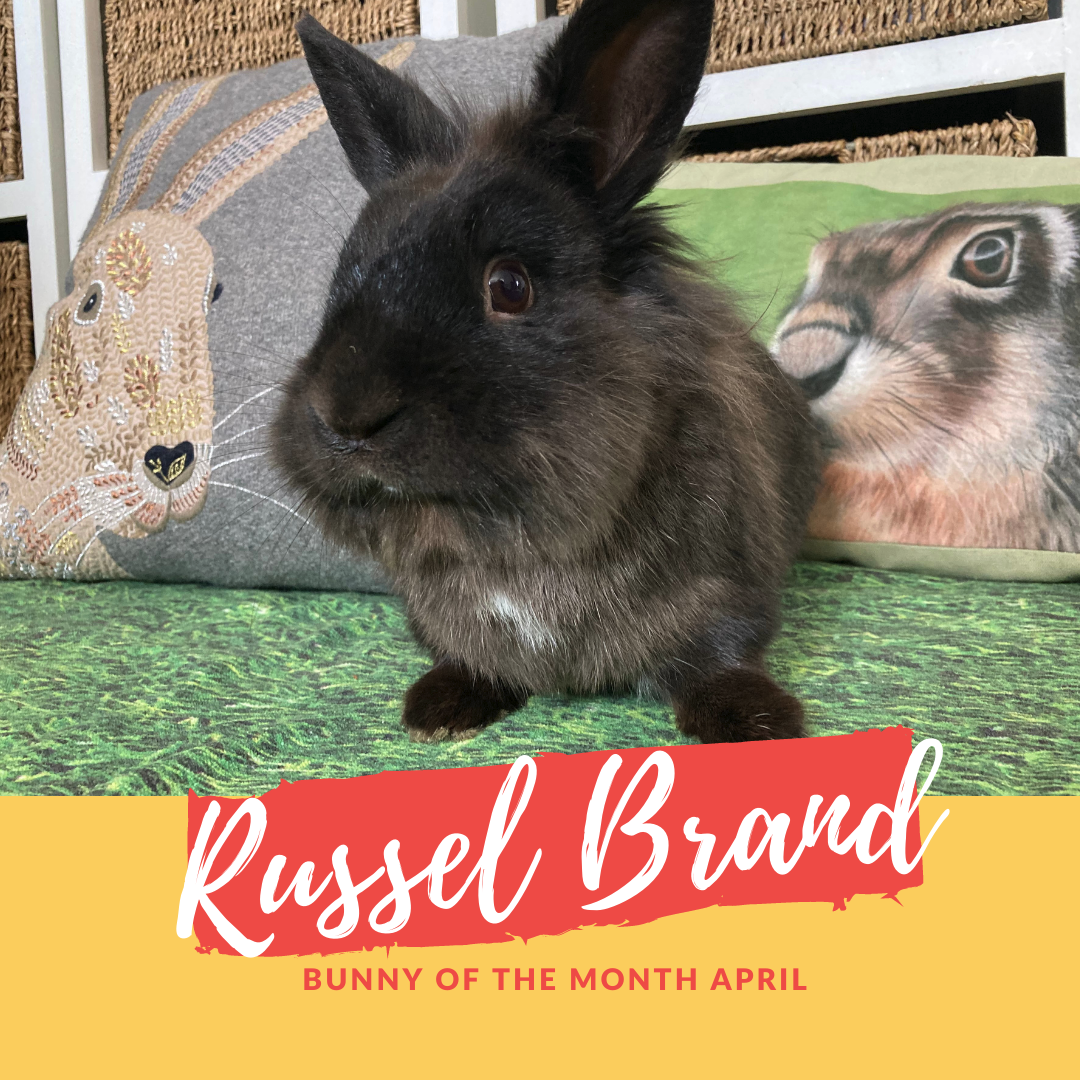 Russel brand bunny of the month