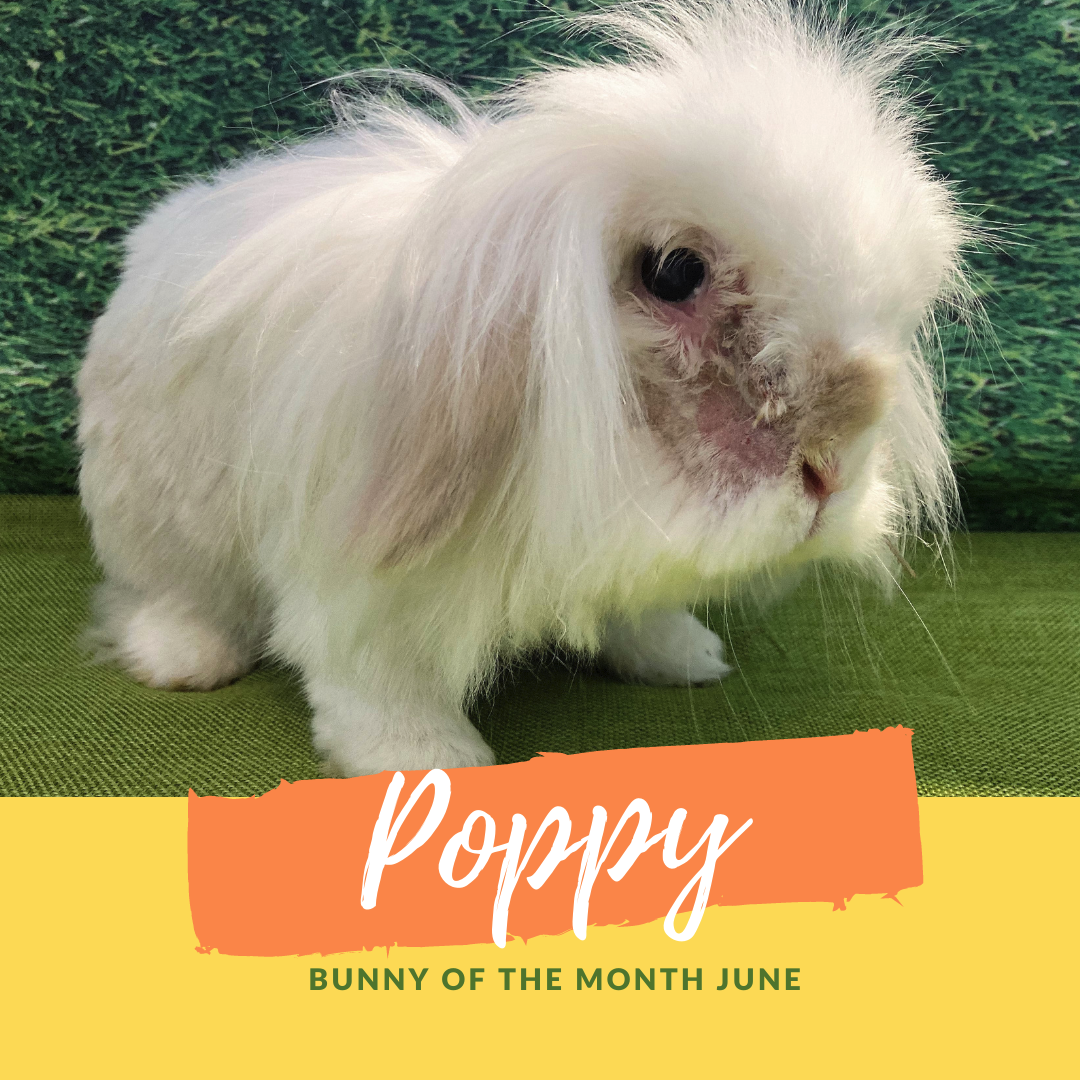Poppy bunny of the month